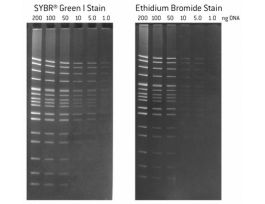 STAIN NUCLEIC ACID GREEN2 SYBR 10X50UL