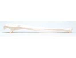 MODEL ULNA