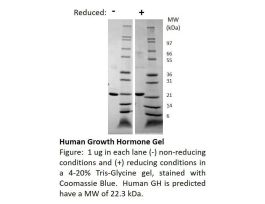100-40-1 MGUG HUMAN GROWTH HORMONE