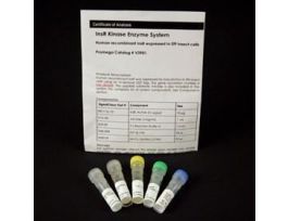 INSR KINASE ENZ SYS SF9 INSECT CELL 1 MG