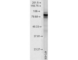 HSP90 TOTAL ANTIBODY 200UG