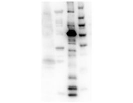 EG5 ANTIBODY 25UL