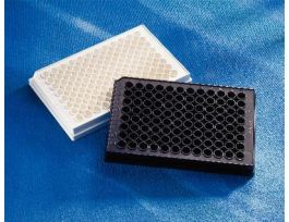 PLATE SPA 96WL WHT NBS CS100