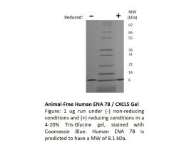 100-185-1MG HUMAN ENA 78/CXCL5 (5-78 A