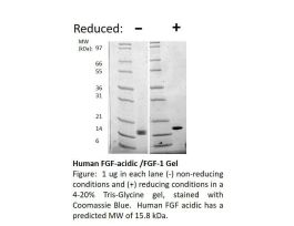 HUMAN FGF-ACIDIC / FGF-1 (AF) 100UG