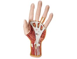 MDL HAND STRUCTURE 3 PRT