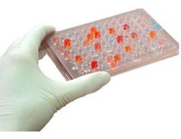 KIT PROTEASE ASSAY 50ASSAYS