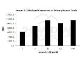 HUMAN IL-16 100UG