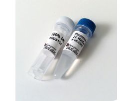 PHUSION HOT START FLEX 2X MAST