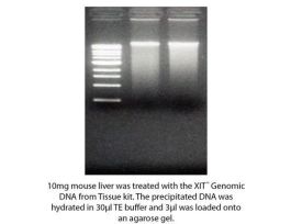 DNA GNMC FROM TISSUE KIT XIT F/250MG