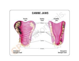 MODEL CANINE JAW