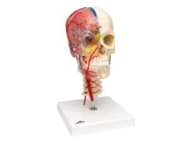 MODEL DELUXE DIDACTIC SKULL