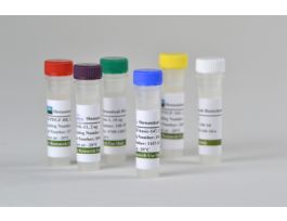 HUMAN I-TAC (CXCL11) 20UG