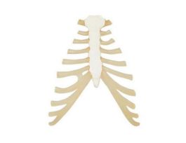 MODEL STERNUM HUMAN PLASTIC