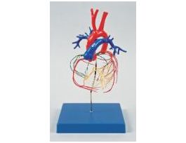 MODEL CORONARY ARTER HEART