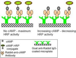 CATCHPOINT CGMP 96 ASSAY BULK