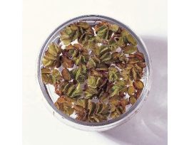 Live Salvinia, Portion