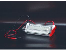 HIGH THROGHPUT HORIZONTAL ELECTROPHORES