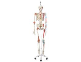 MODEL RING MT FLEX LIGAM PAINT SKELETON