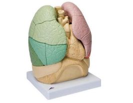 MODEL SEGMENTED LUNG