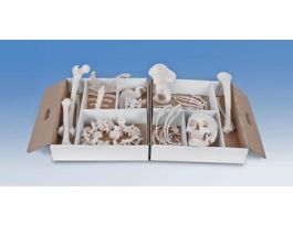 MODEL DISARTICULATED HALF SKELETON