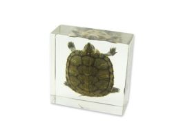 EMBEDMENT TURTLE