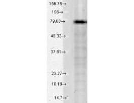 KCNQ1 ANTIBODY 100UG
