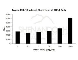 200-43-500UG MOUSE MIP-1 BETA / CCL4