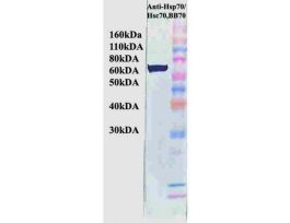 HSP70 HSC70 ANTIBODY 200UG