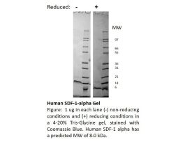 100-20-500UG HUMAN SDF-1 ALPHA / CXCL12