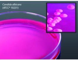 MEDIUM DRBC AGAR 15X100MM PLT 26ML PK10