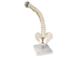 MODEL FLEXIBLE SPINE W/SOFT DISCS