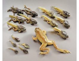 BULLFROG TRANSFORMATION SET PRESERVED