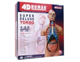MODEL 4D HUMAN ANATOMY DELUXE TORSO 15IN EA