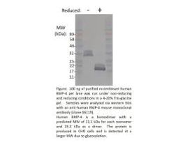 RECOM CHO BMP-4 >/=95% 13.1/26.2KD 500UG