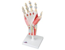 MODEL HAND SKELETON WITH LIG AND MUS