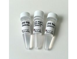 Q5 HIGH-FIDELITY DNA POLYMERAS