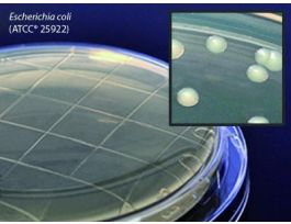 MEDIUM STD MTHD AGR LEC/TWN80 12ML PK10