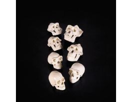 AUSTRALOPITHECUS BOISEI SKULL 1:2.