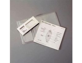 EUGLENA EXPLANO-MOUNT