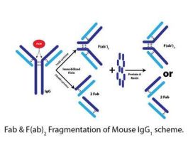 KIT FAB/F(AB)2 FRGMT MS IGG1 MICRO