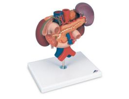 MODEL KIDNEYS W ORGANS UPPER ABDOMEN 3PT