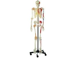 MODEL ARTIFICIAL HUMAN SKELETON MALE-SP