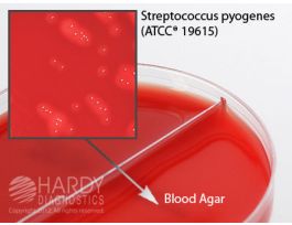 MEDIUM BIPLATE BLOOD AGAR 5% CULTIVATION