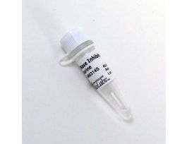 RNASE INHIBTOR MURINE15000UNIT