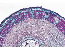BASSWOOD (TILIA AMERICANA) 3 YEAR