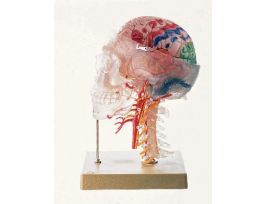 MODEL NEUROANATOMY HEAD
