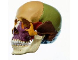 MODEL SKULL 14PRT COLORED