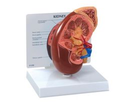 MODEL INTRODUCTORY KIDNEY