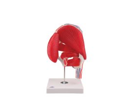 MODEL HIP JOINT 7 PART